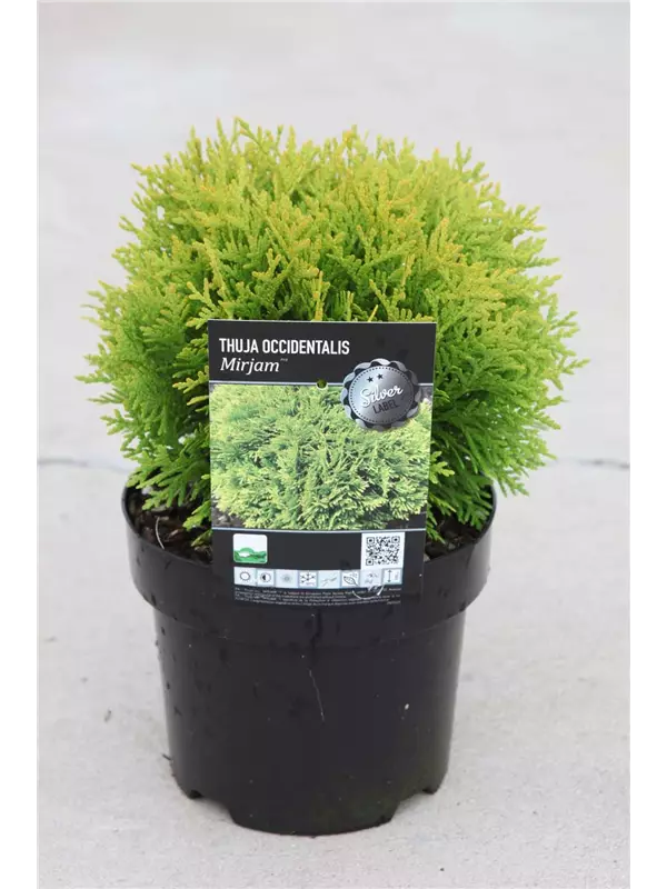 Abendl.Lebensbaum 'Mirjam' - Thuja occidentalis 'Mirjam'