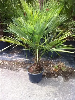 Hanfpalme - Trachycarpus fortunei