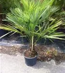 Hanfpalme - Trachycarpus fortunei