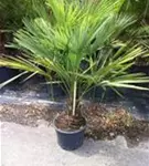 Hanfpalme - Trachycarpus fortunei