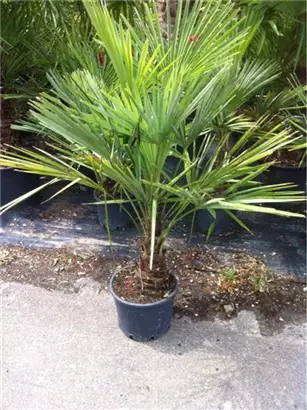 Hanfpalme - Trachycarpus fortunei