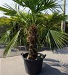 Hanfpalme - Trachycarpus fortunei
