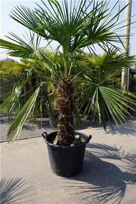 Hanfpalme - Trachycarpus fortunei