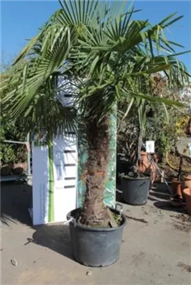 Hanfpalme - Trachycarpus fortunei