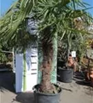 Hanfpalme - Trachycarpus fortunei