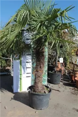 Hanfpalme - Trachycarpus fortunei
