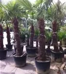 Hanfpalme - Trachycarpus fortunei