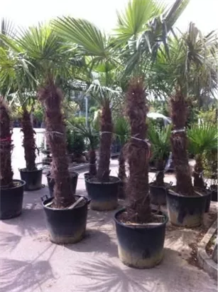 Hanfpalme - Trachycarpus fortunei