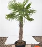 Hanfpalme - Trachycarpus fortunei
