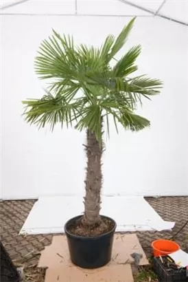 Hanfpalme - Trachycarpus fortunei