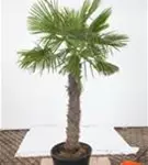 Hanfpalme - Trachycarpus fortunei