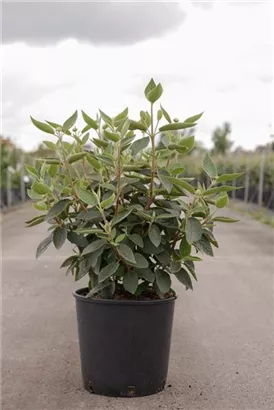 Wolliger Schneeball 'Mohican' - Viburnum lantana 'Mohican'