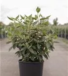 Wolliger Schneeball 'Mohican' - Viburnum lantana 'Mohican'