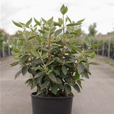 Viburnum lantana 'Mohican', C 12 80- 100
