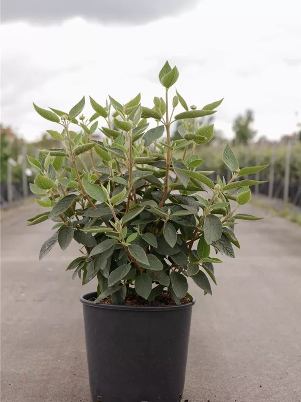 Wolliger Schneeball 'Mohican' - Viburnum lantana 'Mohican'