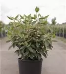 Wolliger Schneeball 'Mohican' - Viburnum lantana 'Mohican'