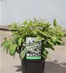 Jap.Schneeball 'Mariesii' - Viburnum plicatum 'Mariesii'