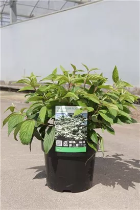 Jap.Schneeball 'Mariesii' - Viburnum plicatum 'Mariesii'