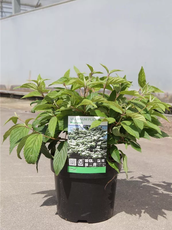 Jap.Schneeball 'Mariesii' - Viburnum plicatum 'Mariesii'