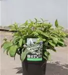 Jap.Schneeball 'Mariesii' - Viburnum plicatum 'Mariesii'