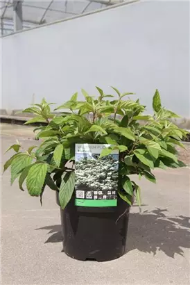 Jap.Schneeball 'Mariesii' - Viburnum plicatum 'Mariesii'