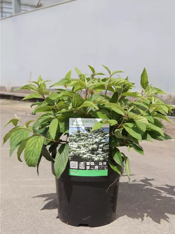 Jap.Schneeball 'Mariesii' - Viburnum plicatum 'Mariesii'