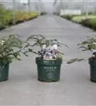 Jap.Schneeball 'Molly Schroeder' - Viburnum plicatum 'Molly Schroeder'