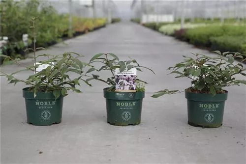 Jap.Schneeball 'Molly Schroeder' - Viburnum plicatum 'Molly Schroeder'