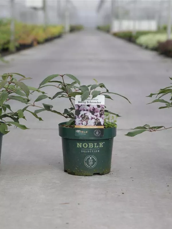 Jap.Schneeball 'Molly Schroeder' - Viburnum plicatum 'Molly Schroeder'