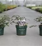 Jap.Schneeball 'Molly Schroeder' - Viburnum plicatum 'Molly Schroeder'