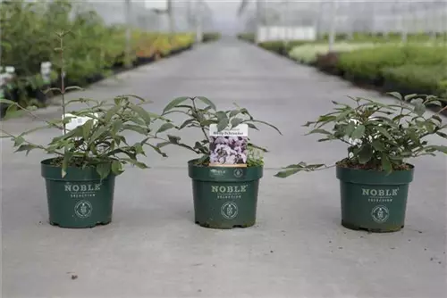 Jap.Schneeball 'Molly Schroeder' - Viburnum plicatum 'Molly Schroeder'