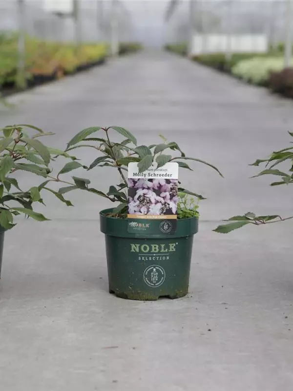 Jap.Schneeball 'Molly Schroeder' - Viburnum plicatum 'Molly Schroeder'