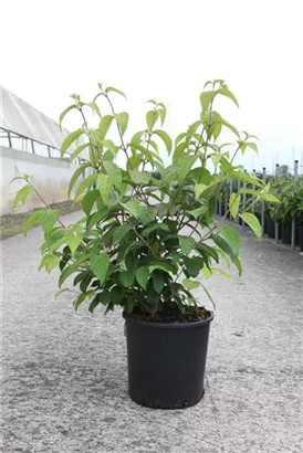 Jap.Schneeball 'Shasta' - Viburnum plicatum 'Shasta'