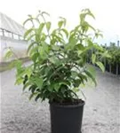 Jap.Schneeball 'Shasta' - Viburnum plicatum 'Shasta'