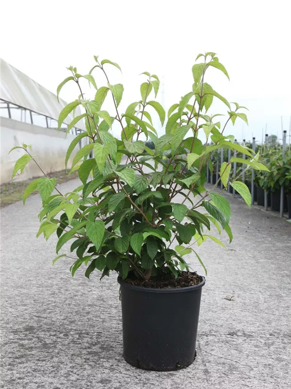 Jap.Schneeball 'Shasta' - Viburnum plicatum 'Shasta'