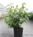 Jap.Schneeball 'Shasta' - Viburnum plicatum 'Shasta'
