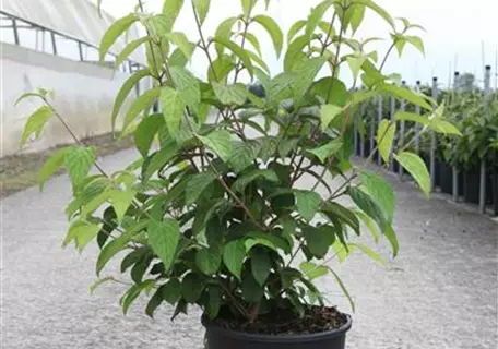 Viburnum plicatum 'Shasta' - Japanischer Schneeball 'Shasta'