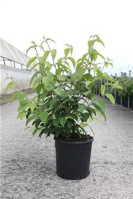 Jap.Schneeball 'Shasta' - Viburnum plicatum 'Shasta'