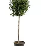 Lorbeer-Schneeball 'Eve Price' - Viburnum tinus 'Eve Price' - Formgehölze