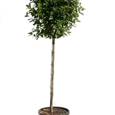 Viburnum tinus 'Eve Price' - Formgehölze, C 18 HA 