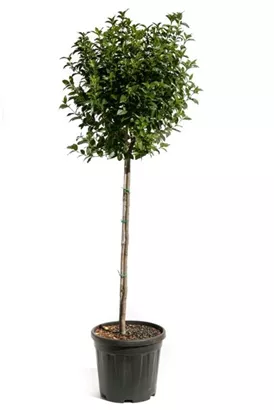 Lorbeer-Schneeball 'Eve Price' - Viburnum tinus 'Eve Price' - Formgehölze