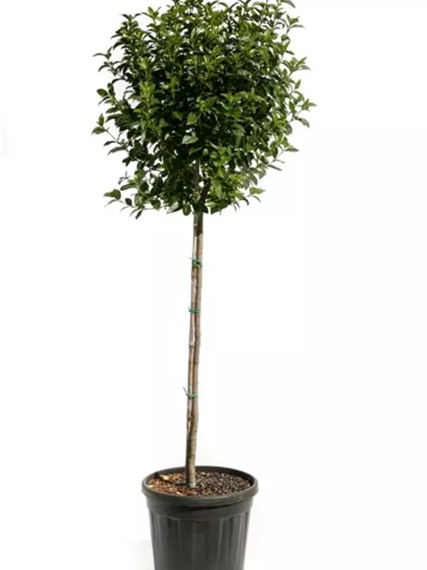 Lorbeer-Schneeball 'Eve Price' - Viburnum tinus 'Eve Price' - Formgehölze