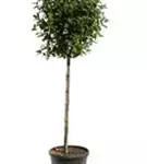 Lorbeer-Schneeball 'Eve Price' - Viburnum tinus 'Eve Price' - Formgehölze