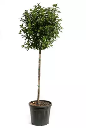 Lorbeer-Schneeball 'Eve Price' - Viburnum tinus 'Eve Price' - Formgehölze