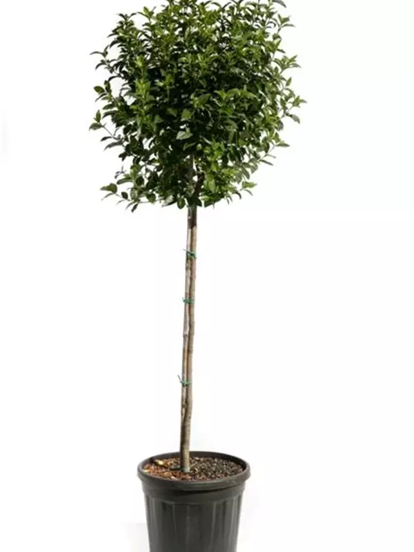 Lorbeer-Schneeball 'Eve Price' - Viburnum tinus 'Eve Price' - Formgehölze