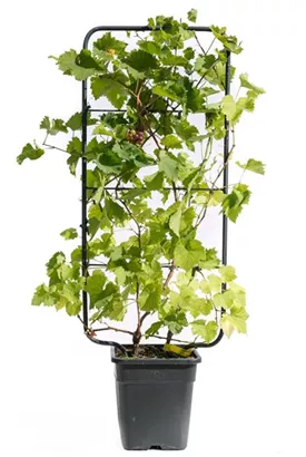 Weintraube - Vitis vinifera