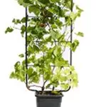 Weintraube - Vitis vinifera