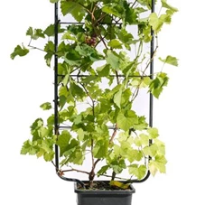 Vitis vinifera, C Spalier 110- 50