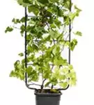 Weintraube - Vitis vinifera