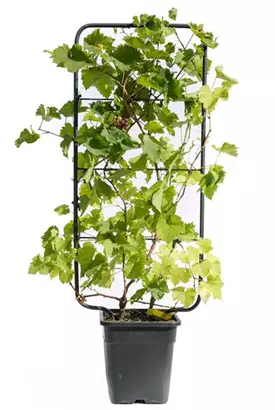 Weintraube - Vitis vinifera